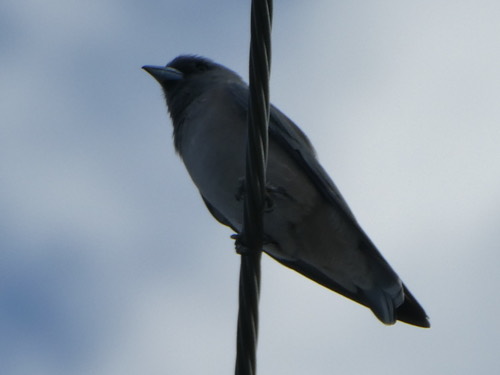 นกแอ่นพง · Ashy Woodswallow · Artamus fuscus