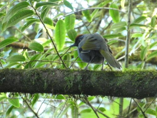 นกกะรางหัวแดง · Silver-eared Laughingthrush · Trochalopteron melanostigma