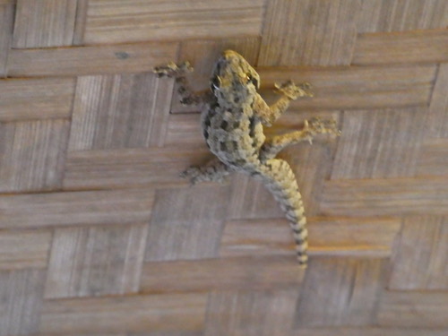 จิ้งจกบ้านหางแบน · Flat-tailed House Gecko · Hemidactylus platyurus