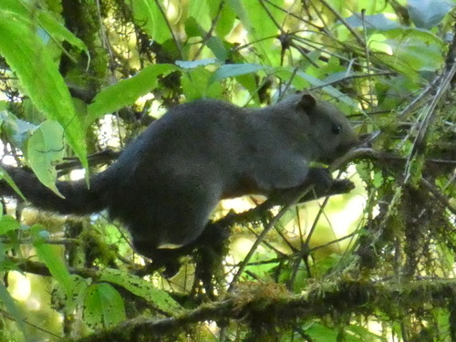 กระรอกท้องแดง · Pallas' Squirrel · Callosciurus erythraeus