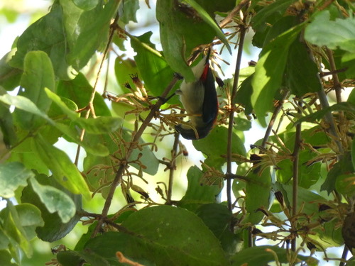นกสีชมพูสวน · Scarlet-backed Flowerpecker · Dicaeum cruentatum