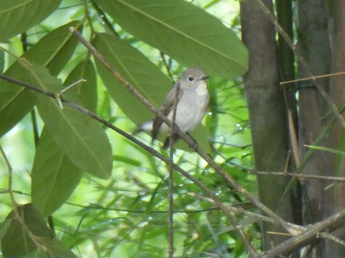 นกจับแมลงคอแดง · Taiga Flycatcher · Ficedula albicilla