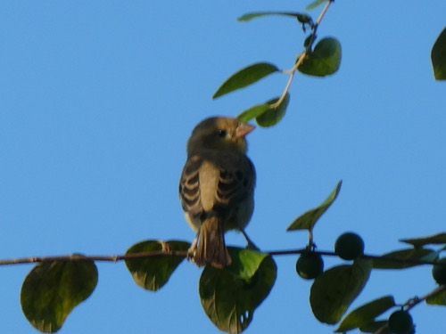 นกกระจอกตาล · Plain-backed Sparrow · Passer flaveolus