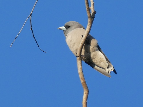 นกแอ่นพง · Ashy Woodswallow · Artamus fuscus
