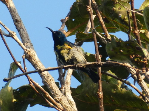 นกกินปลีดำม่วง · Purple Sunbird · Cinnyris asiaticus