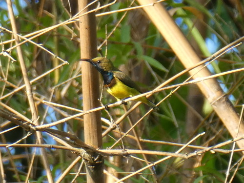 Ornate Sunbird (Northern) · Cinnyris ornatus flammaxillaris