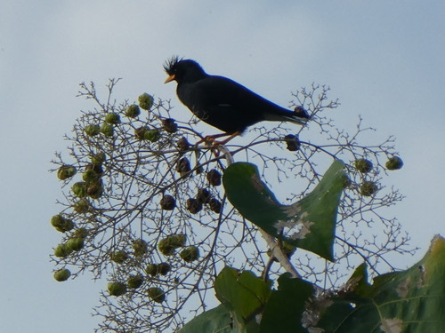นกเอี้ยงหงอน · Great Myna · Acridotheres grandis