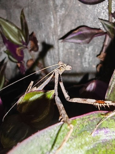 Peacock Mantis · Pseudempusa pinnapavonis