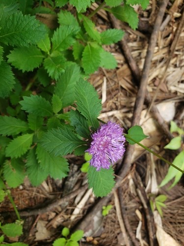 กระดุมไพลิน · Brazilian bachelor's button · Centratherum punctatum