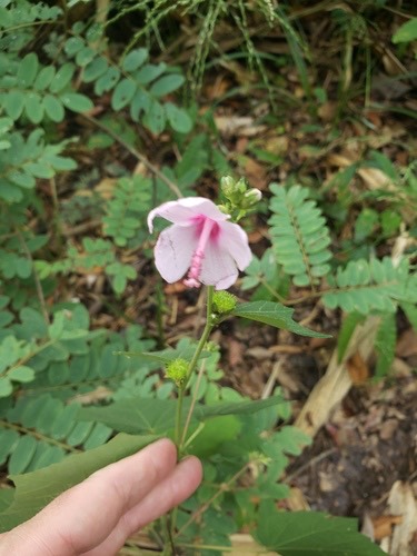 ขี้ครอก · Caesar weed · Urena lobata