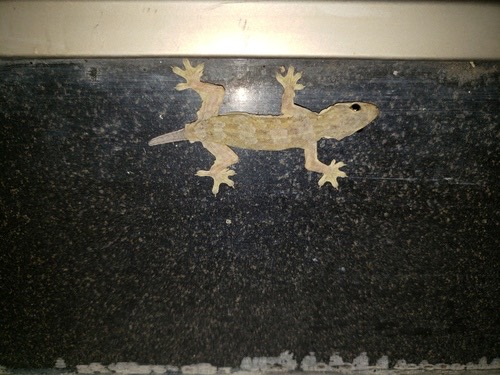 จิ้งจกบ้านหางแบน · Flat-tailed House Gecko · Hemidactylus platyurus