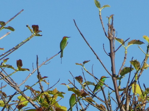 นกจาบคาเล็ก · Asian Green Bee-eater · Merops orientalis