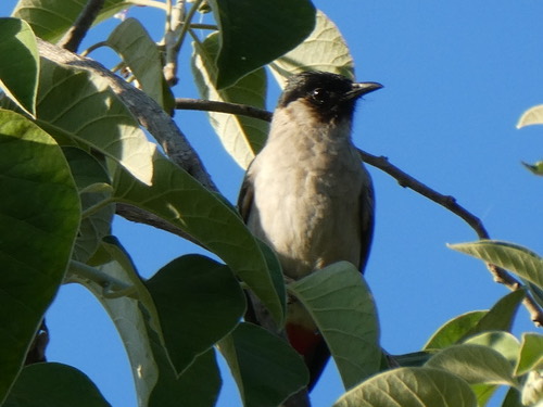 นกปรอดหัวสีเขม่า · Sooty-headed Bulbul · Pycnonotus aurigaster
