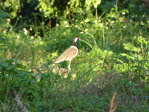 นกกระแตแต้แว้ด · Red-wattled Lapwing · Vanellus indicus