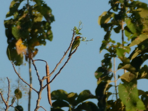 นกจาบคาเล็ก · Asian Green Bee-eater · Merops orientalis