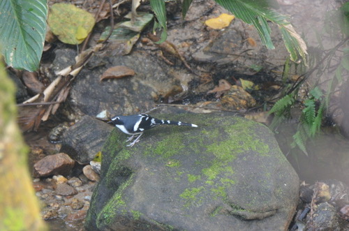 นกกางเขนน้ำหลังเทา · Slaty-backed Forktail · Enicurus schistaceus