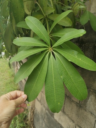 พญาสัตบรรณ · White Cheesewood · Alstonia scholaris