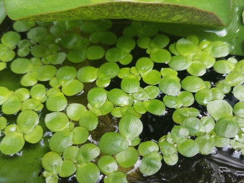 แหนเป็ดใหญ่ · greater duckweed · Spirodela polyrhiza