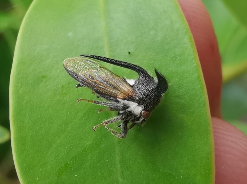 เพลี้ยจักจั่นเขา · eggplant horned planthopper · Leptocentrus taurus