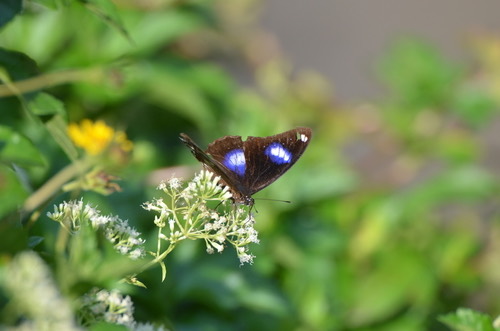 ผีเสื้อปีกไข่ใหญ่ · Great Eggfly · Hypolimnas bolina