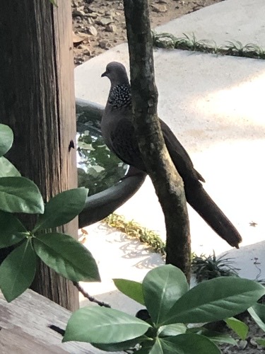 นกเขาใหญ่ · Spotted Dove · Spilopelia chinensis
