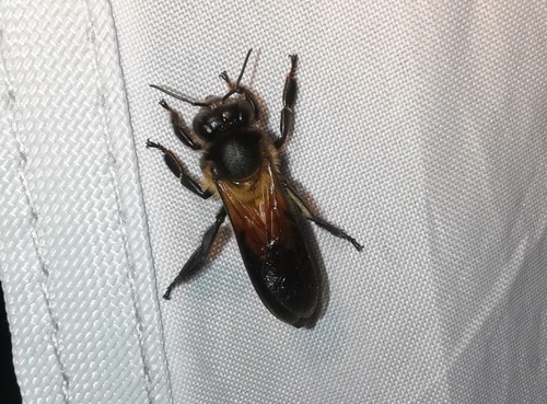 ผึ้งหลวง · Giant Honey Bee · Apis dorsata