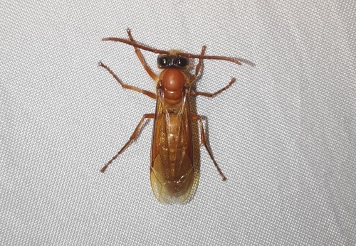 ต่อนอนวัน · Barthelemy's Night Hornet · Provespa barthelemyi