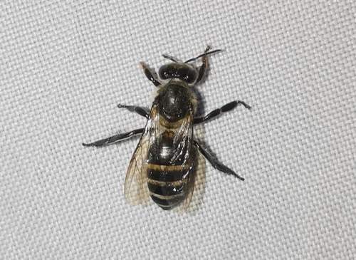 ผึ้งม้าน · Black Dwarf Honey Bee · Apis andreniformis
