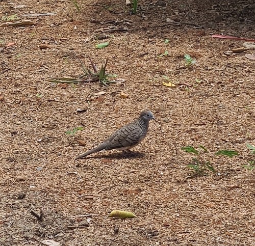 นกเขาชวา · Zebra Dove · Geopelia striata