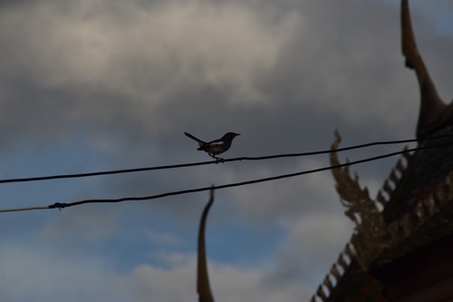 นกกางเขนบ้าน · Oriental Magpie-Robin · Copsychus saularis