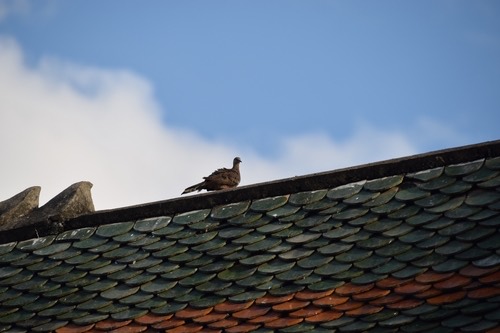 นกเขาใหญ่ · Spotted Dove · Spilopelia chinensis