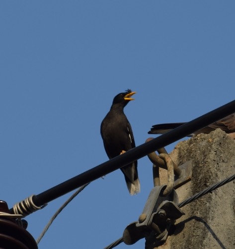 นกเอี้ยงหงอน · Great Myna · Acridotheres grandis