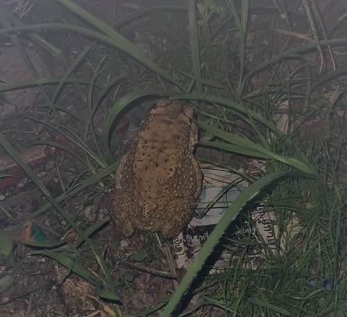 คางคกบ้าน · Asian Common Toad · Duttaphrynus melanostictus