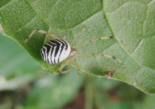 Theridion zonulatum