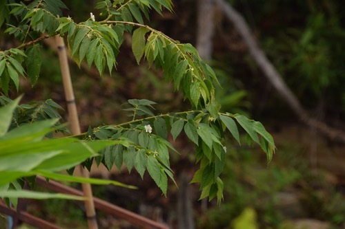 ตะขบฝรั่ง · calabur tree · Muntingia calabura