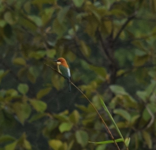 นกจาบคาหัวสีส้ม · Chestnut-headed Bee-eater · Merops leschenaulti