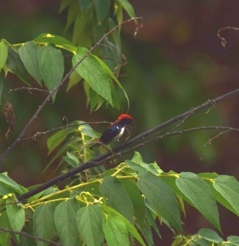 นกสีชมพูสวน · Scarlet-backed Flowerpecker · Dicaeum cruentatum