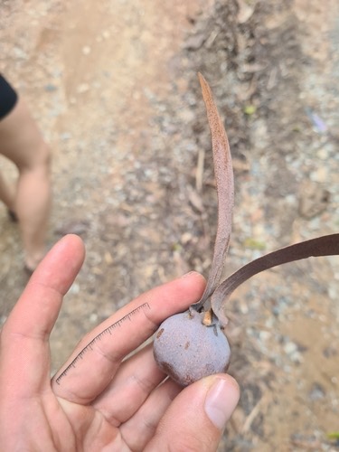 ยางเหียง · Dipterocarpus obtusifolius