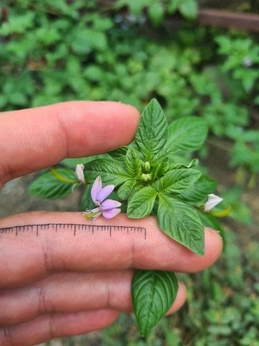 ผักเสี้ยนขน · Purple Cleome · Cleome rutidosperma