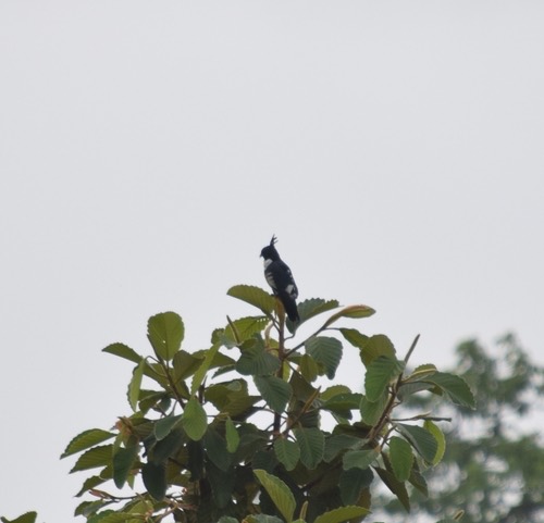 เหยี่ยวกิ้งก่าสีดำ · Black Baza · Aviceda leuphotes