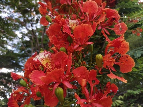 หางนกยูงฝรั่ง · Flamboyant · Delonix regia