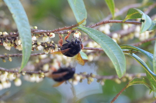 ผึ้งหึ่งขาส้ม · Orange-legged Bumble Bee · Bombus eximius