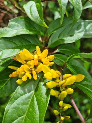 ต่างไก่ป่า · Polygala arillata