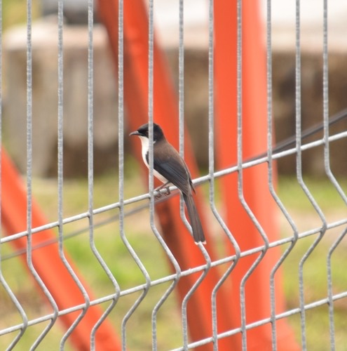 นกหางรำดำ · Black-backed Sibia · Heterophasia melanoleuca