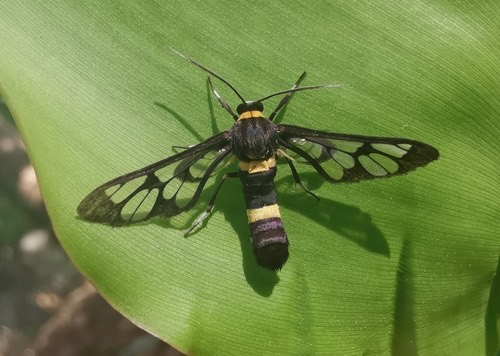 ผีเสื้อหญ้าลายเสือ · Handmaiden moth · Syntomoides imaon