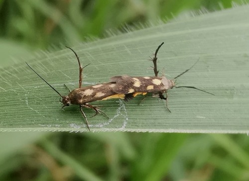 Eretmocera impactella