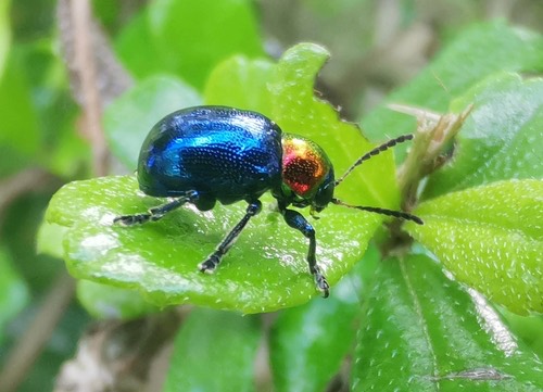ด้วงดอกรักสีน้ำเงิน · Parheminodes pulcher