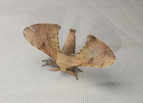 ผีเสื้อหนอนไหมไทร · Greenish Silk-Moth · Trilocha varians