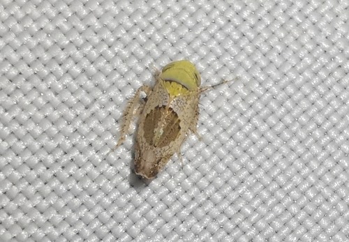 Hishimonus subtilis