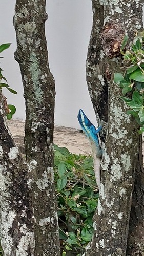กิ้งก่าหัวสีฟ้า · Siamese Blue Crested Lizard · Calotes goetzi